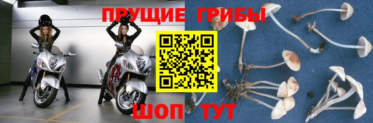 Галлюциногенные грибы Cubensis Фрязино